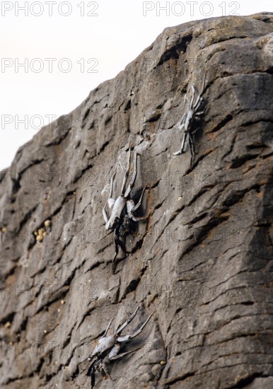 Red rock crab (Grapsus adscensionis), black cubs on a volcanic rock, coast, La Santa, Lanzarote,