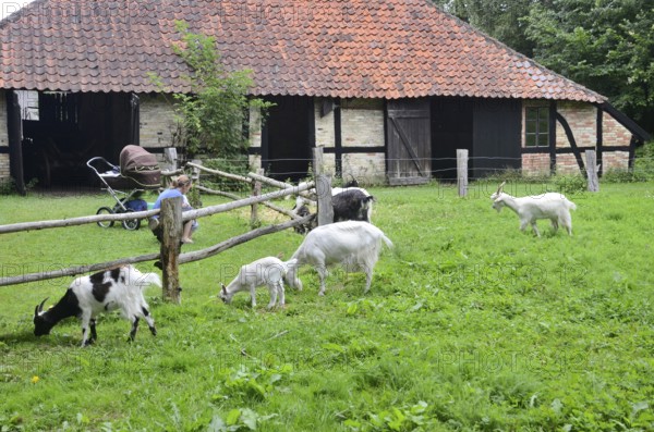 Grazing goats in front of older half-timbered houses with tiled roofs in gamle by, The old village,