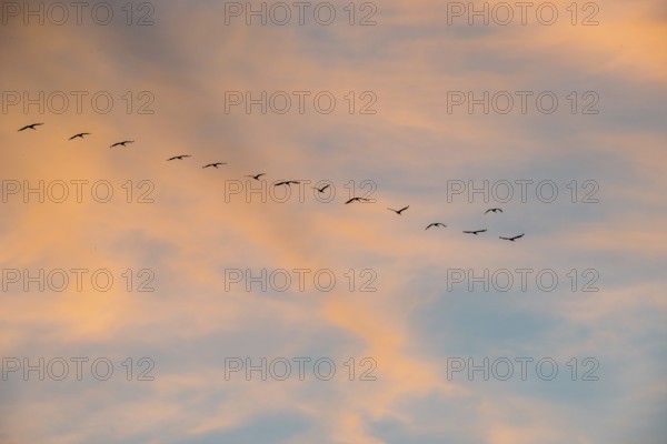 A series of cranes (Grus grus) or gray crane or Eurasian crane flies at sunset in abbreviated V