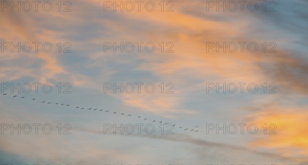 Wide sky with orange-blue clouds and a series of cranes (Grus grus) or gray crane or Eurasian crane