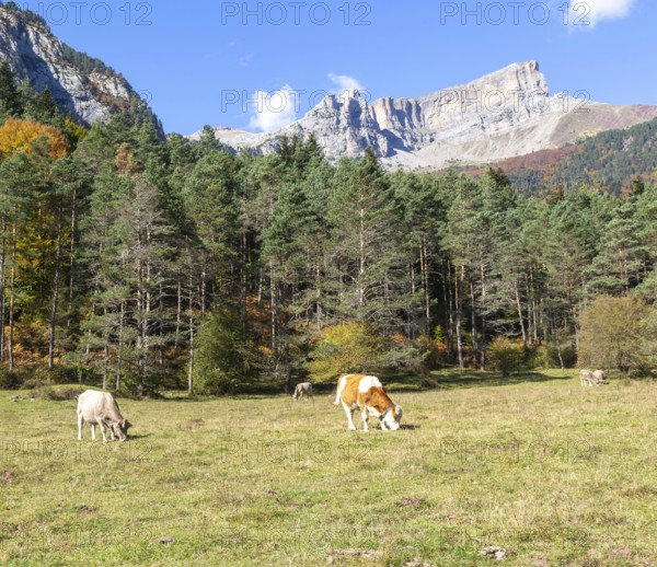 Cattle grazing in high mountain pasture, Selva de Oza, Valle de Hecho, Pyrenees Mountains, Huesca