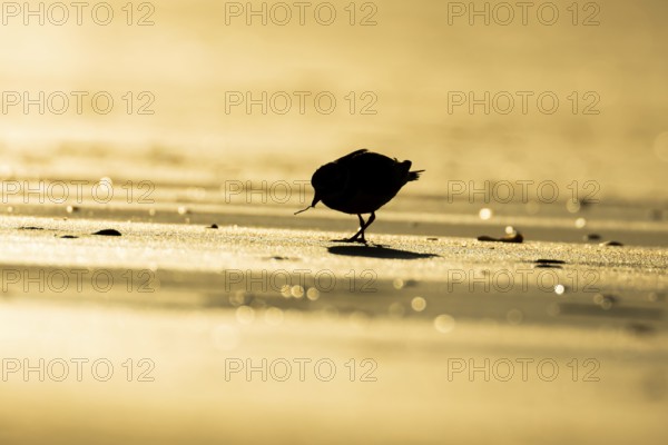 Ringed plover (Charadrius hiaticula) silhouette of an adult wader bird feeding on a worm on a beach