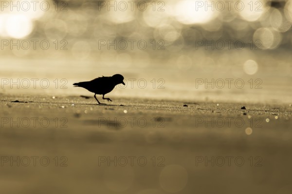 Ringed plover (Charadrius hiaticula) silhouette of an adult wader bird on a beach at sunset,