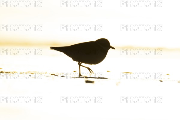 Ringed plover (Charadrius hiaticula) silhouette of an adult wader bird running on a beach at