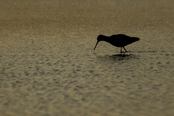 Spotted redshank (Tringa erythropus) silhouette of an adult wader bird feeding in a shallow lagoon