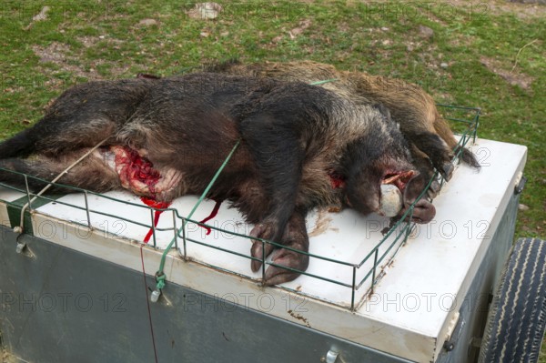Dead wild boar pigs killed in a hunt, Selva de Oza, Valle de Hecho, Pyrenees Mountains, Huesca