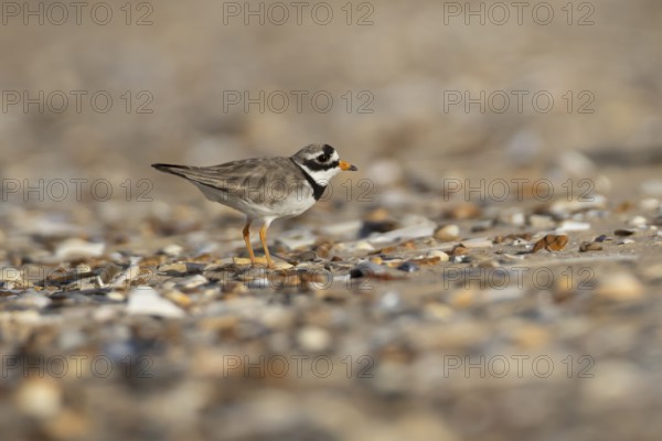 Ringed plover (Charadrius hiaticula) adult wader bird on a shingle beach in summer, England, United