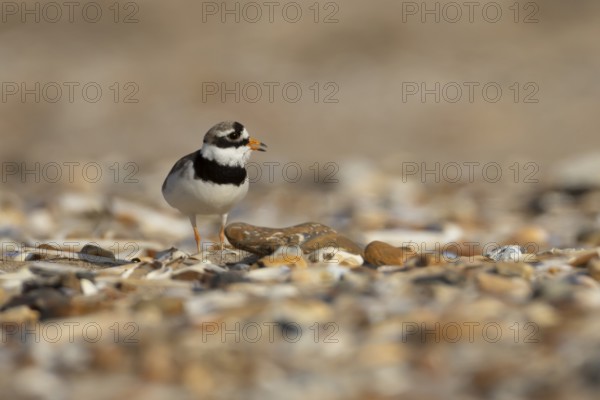 Ringed plover (Charadrius hiaticula) adult wader bird calling on a shingle beach in summer,