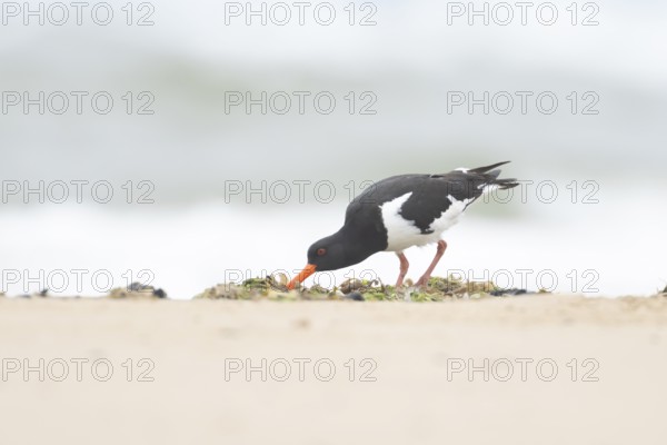 Euasian oystercatcher (Haematopus ostralegus) adult wader bird feeding on a beach in summer,