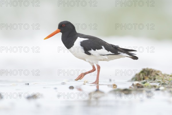 Euasian oystercatcher (Haematopus ostralegus) adult wader bird on a coast shoreline in summer,