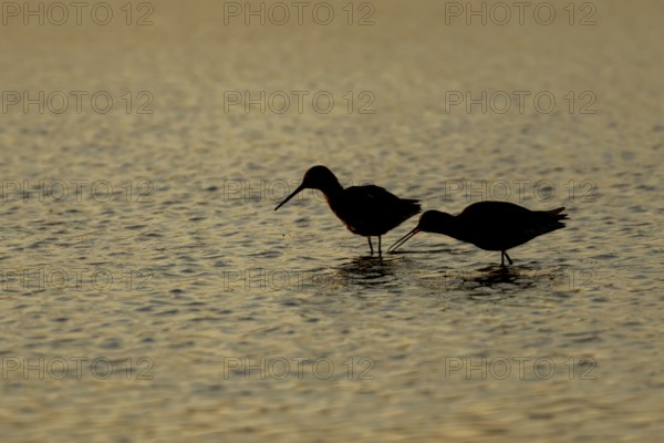Spotted redshank (Tringa erythropus) silhouette of two adult wader birds in a shallow lagoon at