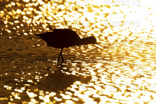 Pied avocet (Recurvirostra avosetta) silhouette of an adult wader bird in water of a shallow lagoon