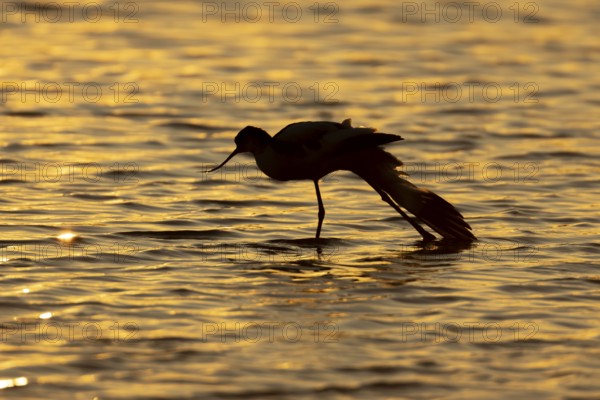 Pied avocet (Recurvirostra avosetta) silhouette of an adult wader bird stretching in water of a
