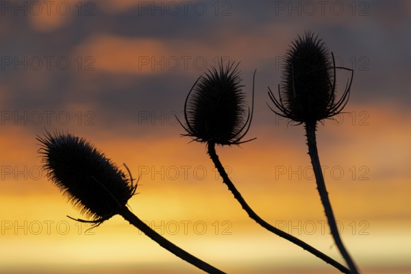 Wild card, (Dipsacus sylvestris), wild card in backlight at sunrise, winter, Münsterland, North