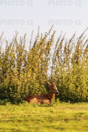 A roe buck (Capreolus capreolus) rests next to a nettle thicket on a sunny morning. Bavaria,