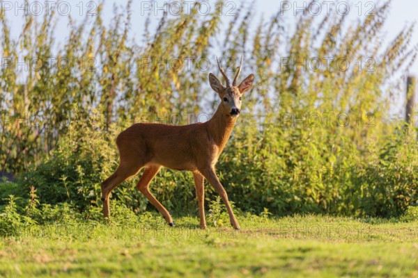 A roe buck (Capreolus capreolus) stands next to a nettle thicket on a sunny morning. Bavaria,
