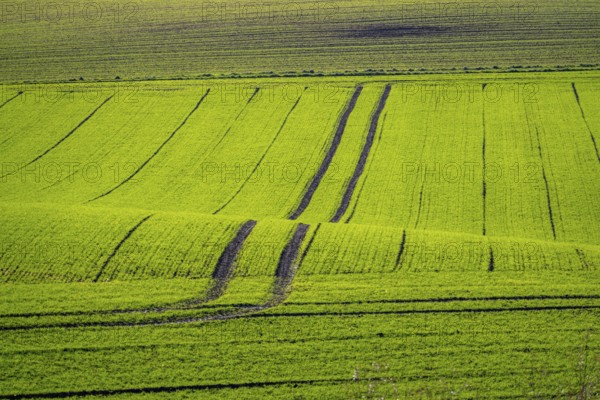 Traces of tractors in a freshly tilled field, first growth of winter grain, near Ratingen, North