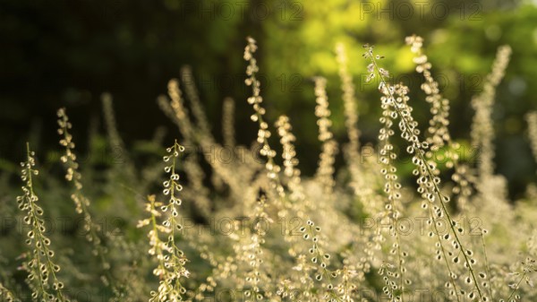 Large witchweed (Circaea lutetiana), faded inflorescences with fruit, backlight at the golden hour