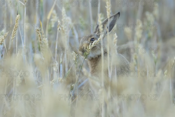 European brown hare (Lepus europaeus) adult animal eating a wheat plant sheath in a farmland field