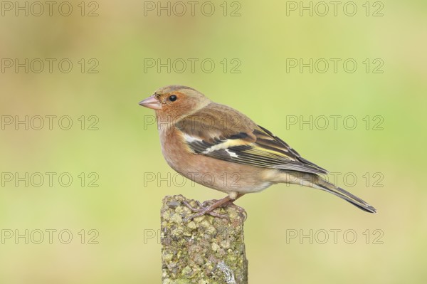 Chaffinch (Fringilla coelebs), adult male sitting on a stone in the garden, winter dress, wildlife,