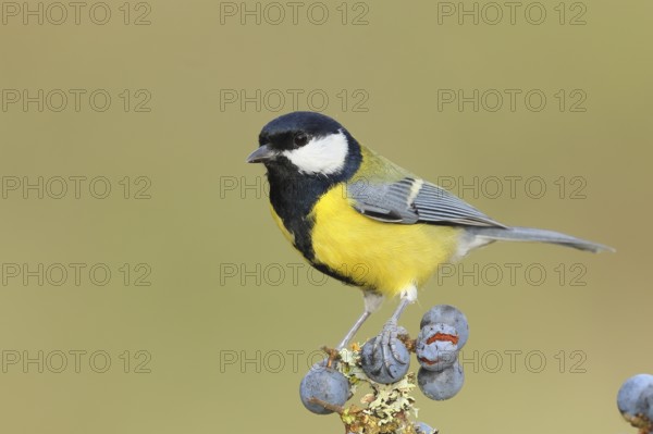 Great tit (Parus major), male sitting on lichen-covered sloes (Prunus spinosa) branch, wildlife,