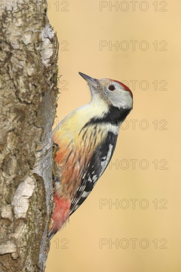 Middle woodpecker (Dendrocopos medius), on a birch tree, wildlife, woodpeckers, nature photography,