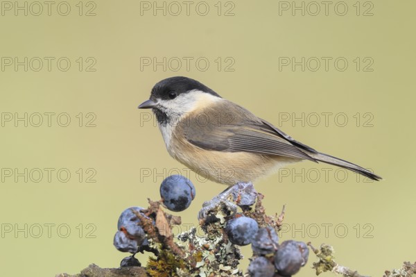 Willow tit (Parus montanus) sitting on lichen-covered sloes (Prunus spinosa) branch, wildlife,