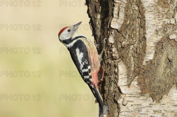 Middle woodpecker (Dendrocopos medius), on a birch tree, wildlife, woodpeckers, nature photography,