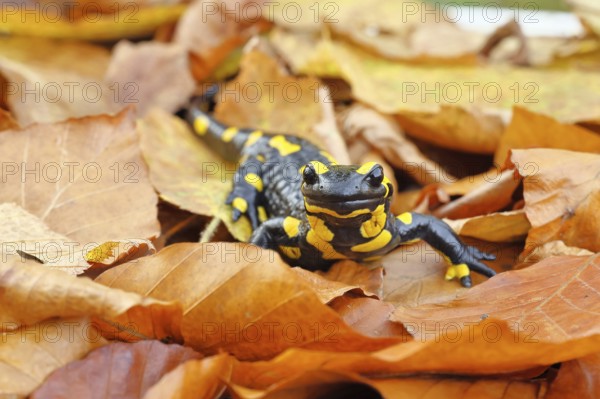 Fire salamander (Salamandra salamandra), in a beech forest on autumn leaves, autumn, Wilnsdorf,