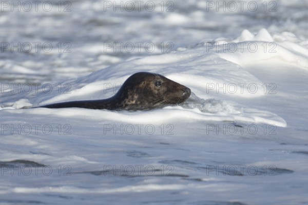 Grey seal (Halichoerus grypus) adult animal surfing on a breaking wave on the sea, England, United