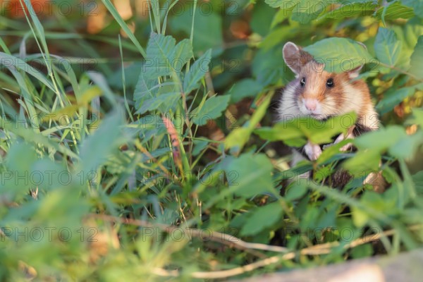 A European hamster (Cricetus cricetus) sits well hidden by leaves on a decorated grave in its