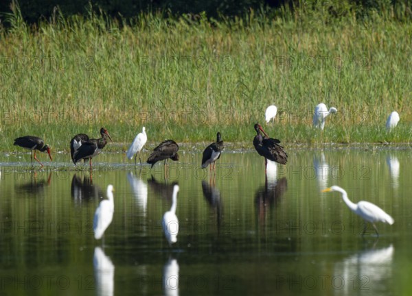 Black storks (Ciconia nigra) and great egret (Ardea alba) in the shallow water zone of a pond,