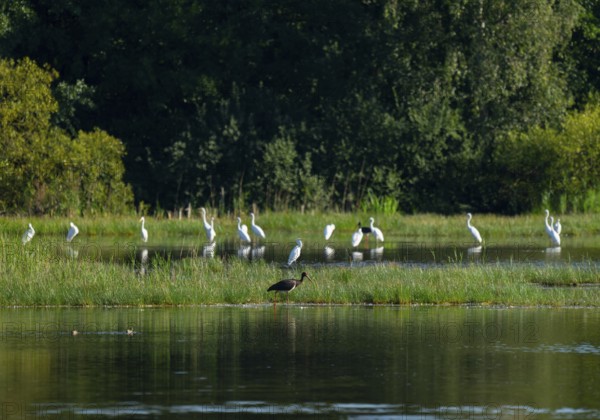 Black stork (Ciconia nigra) and great egret (Ardea alba) in the shallow water zone of a pond, Lower
