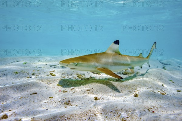 Juvenile young blacktip reef shark (Carcharhinus melanopterus) swims across sand in shallow lagoon