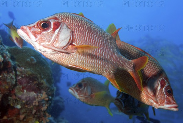Large-thorn hussar Bigthorn hussarfish (Sargocentron spiniferum) Large-thorn husar giant husar, Red