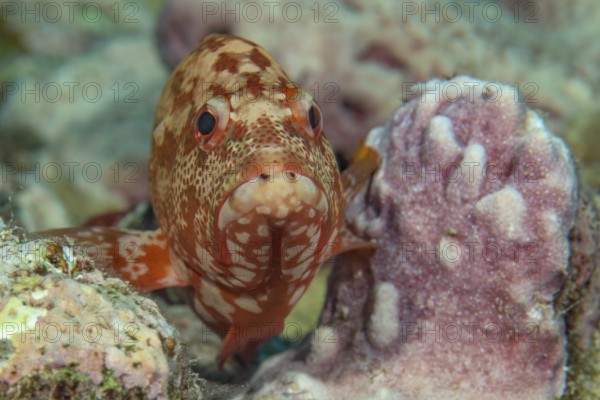 Juvelie's specimen of leopard grouper (Cephalopholis leopardus) sits supported between two small
