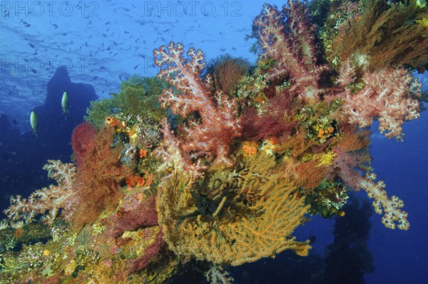 Different coral species colorful intact colorful healthy soft corals (Dendrnephthya) and horn