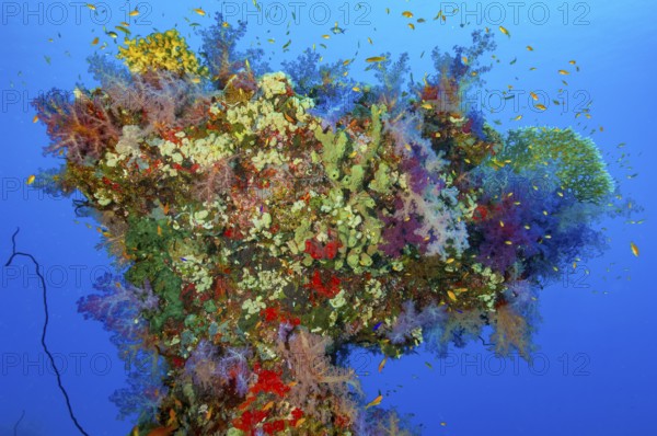 Colorful coral block Erg in the shape of like a tree with various types of colorful intact colorful