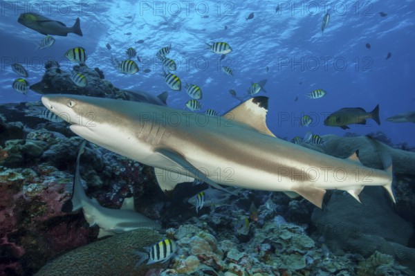 Blacktip reef shark Blacktip reef shark (Carcharhinus melanopterus) Blacktip rffshark shark swims