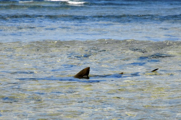 Fin dorsal fin of Atlantic nurse shark (Ginglymostoma cirratum) sticking out of the water can be