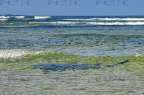 View from shore of silhouette of Atlantic nurse shark (Ginglymostoma cirratum) is seen swimming