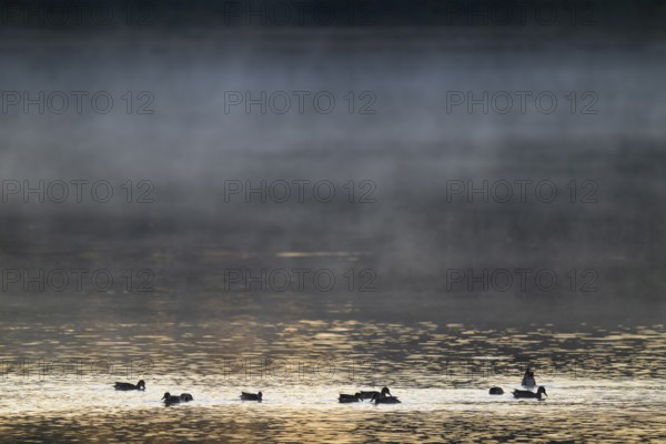 Crickente (Anas crecca), crickenten looking for food on a lake, morning light, clouds of fog, Lower