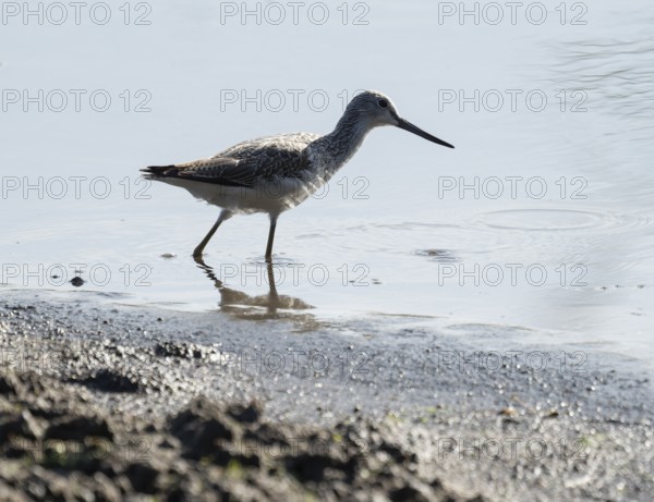 Green thighs (Tringa nebularia) looking for food in the shallow water zone of a body of water,