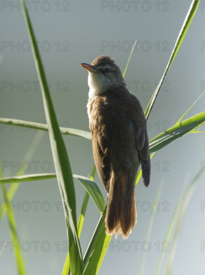 Thrush warbler (Acrocephalus arundinaceus) on a reed, reed (Phragmites australis), Lower Saxony,