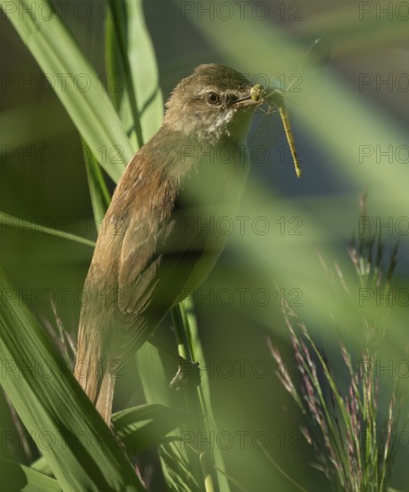 Bluebird (Acrocephalus arundinaceus) on a reed stalk, reed (Phragmites australis), with prey