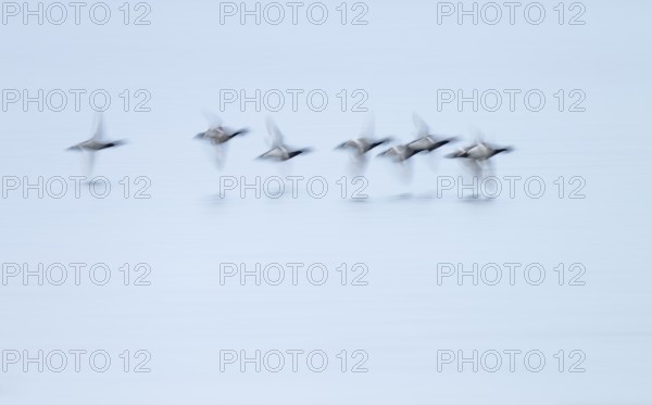 Heron duck (Aythya fuligula), heron flying over a lake, motion blur, long exposure, pull, mopping