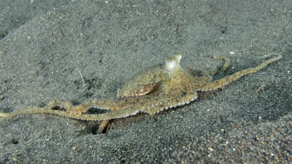 A marbled octopus (Amphioctopus aegina) spreads on sandy seabed. Puri Jati Dive Site, Umeanyar,