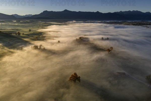 Tree, oak, mountains, sunny, morning light, autumn, autumn discoloration, fog, aerial view, view of