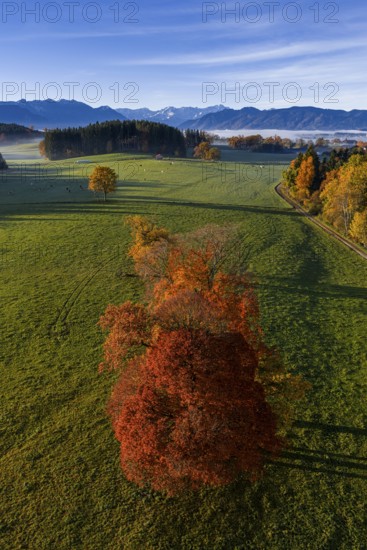 Trees, oaks, beech trees, sunny, morning light, autumn color, fog, aerial view, view of Zugspitze,