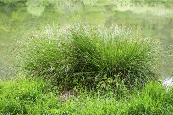Greater tussock-sedge (Carex paniculata) grass bushes in a forest next to a little lake in spring,